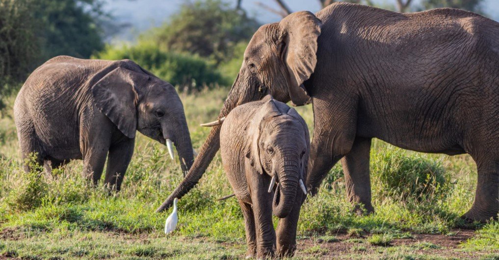 10-Days-Best-Of-Uganda-Safari-Tour