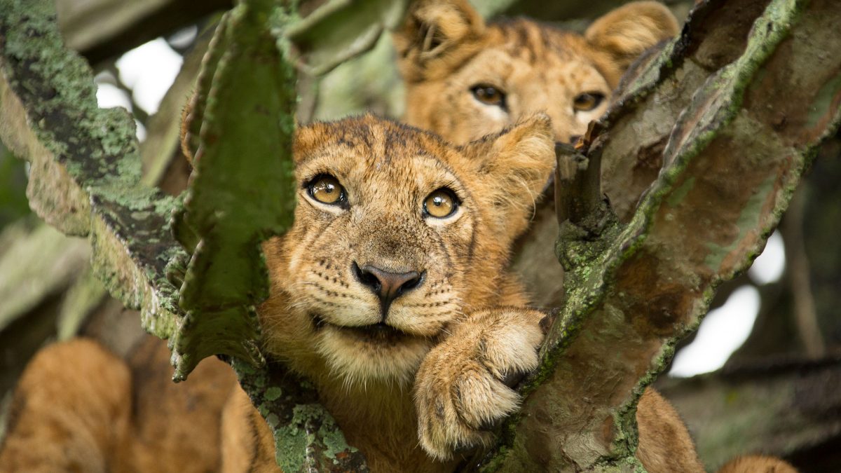 tree-climbing-lions-1200×675