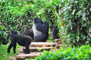 3 Days Mgahinga Gorilla trekking safari