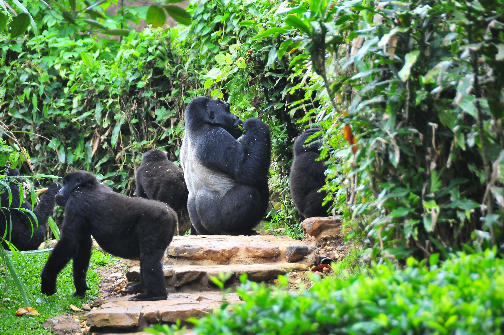 3 Days Mgahinga Gorilla trekking safari