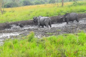 3 Days Queen Elizabeth wildlife Safari