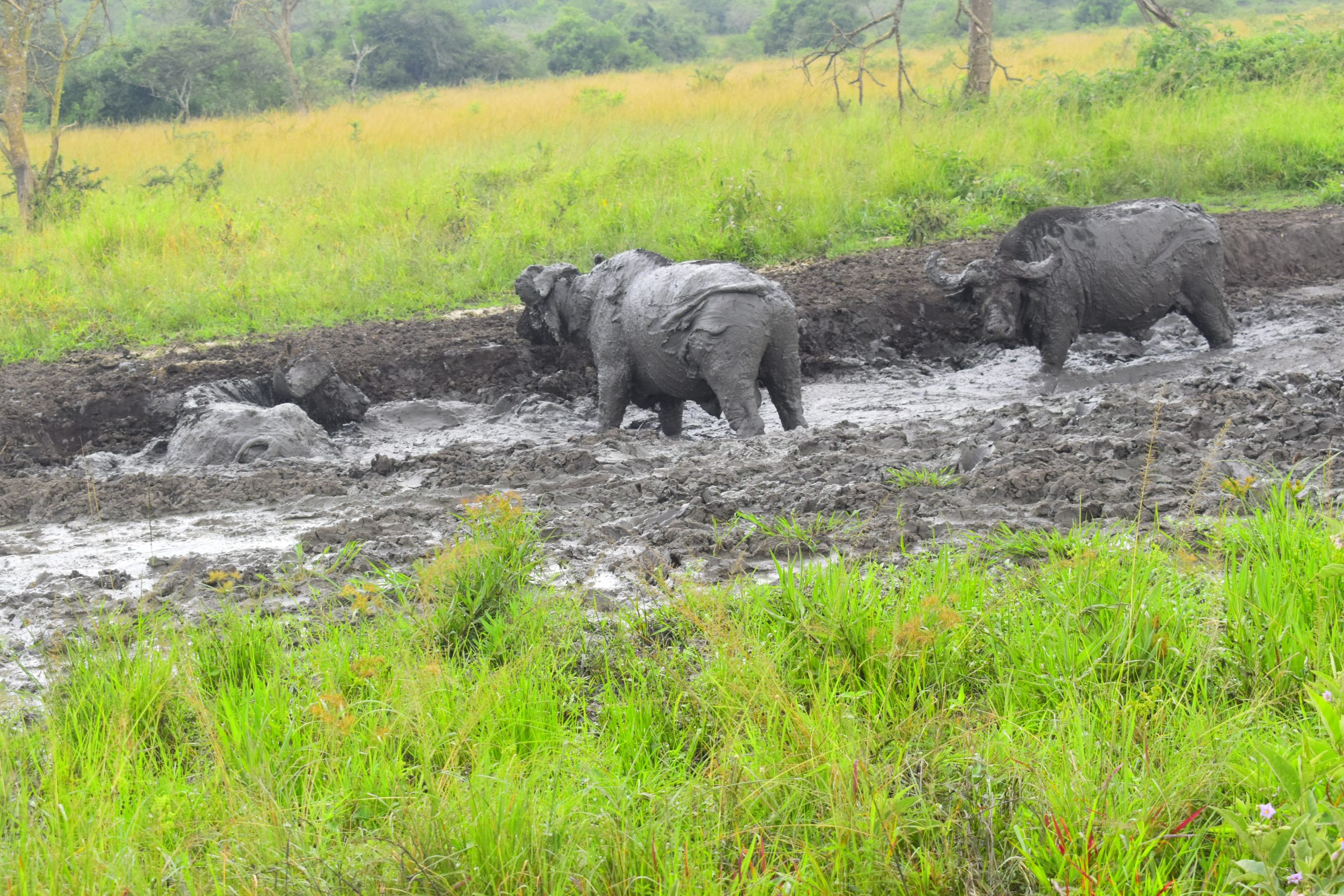 3 Days Queen Elizabeth wildlife Safari