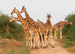 4 Days lake Mburo Wildlife, Boat and Cultural Safari