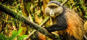 4 Days Mgahinga Bwindi gorilla and golden monkey trekking safari