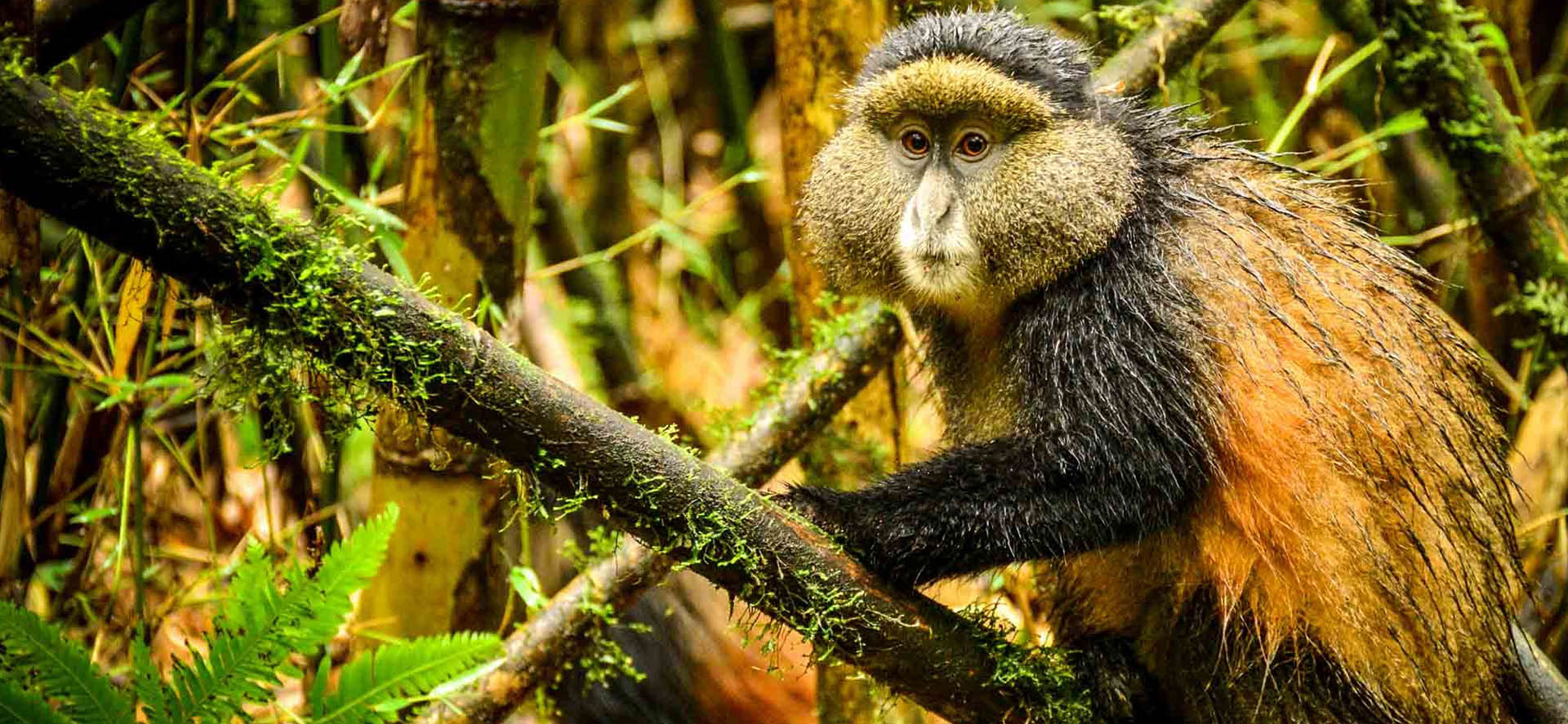 4 Days Mgahinga Bwindi gorilla and golden monkey trekking safari