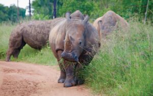 5 Days Ziwa Rhinos, Murchison Falls National Park and Budongo Chimp Trekking safari