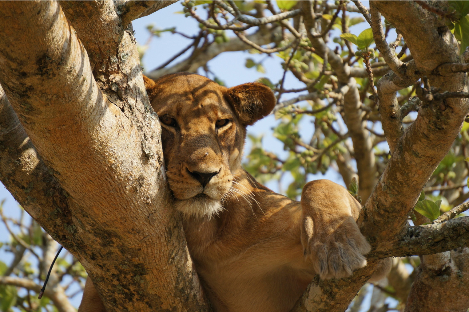 lion