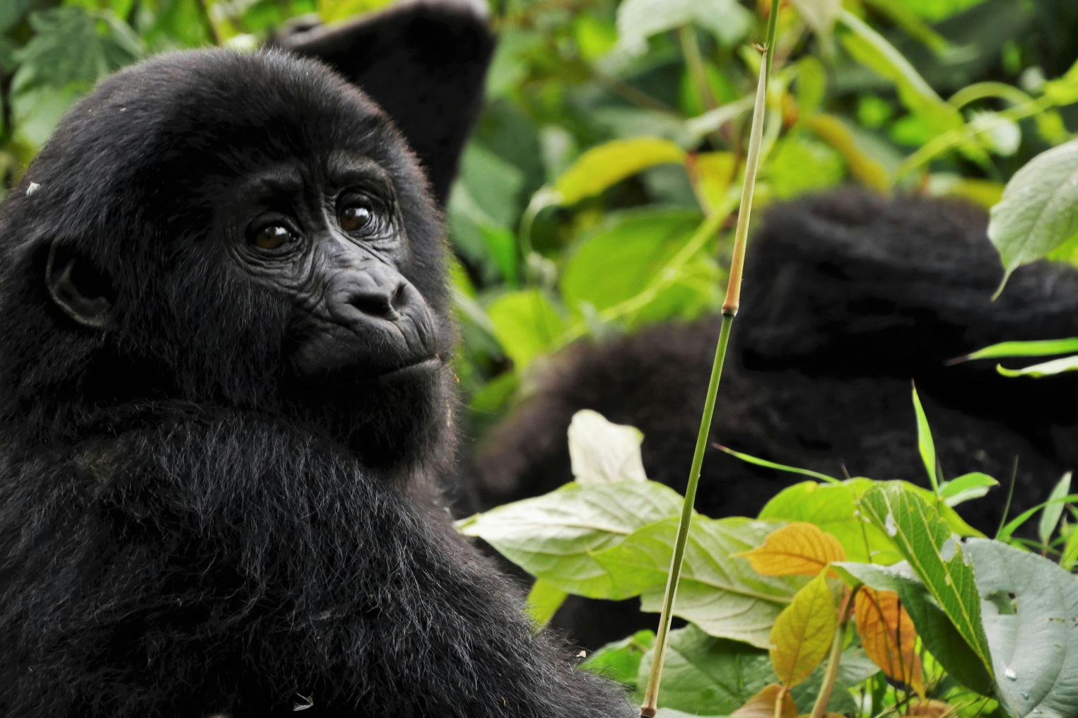 rwanda